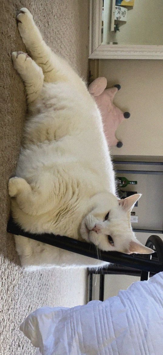 king duncan, fat cat, cat, white, relax