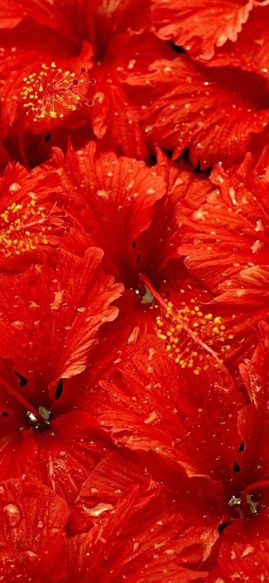 flowers, much, drops, red