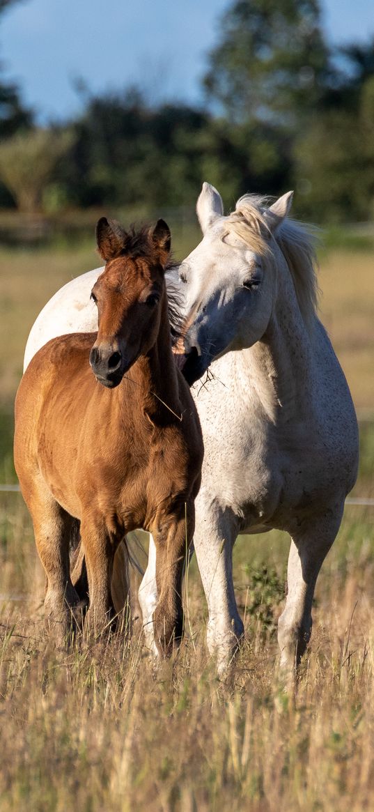 horses, animals, grass