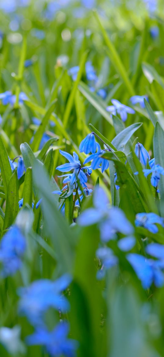 wild flowers, flowers, field, plants, blue, macro