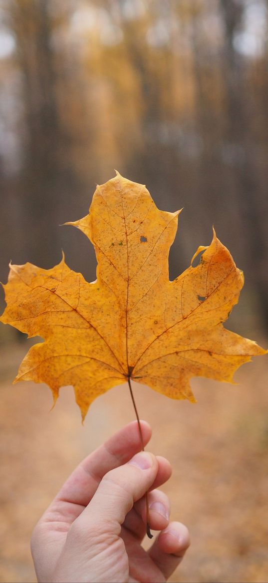 maple leaf, leaf, hand, autumn, macro