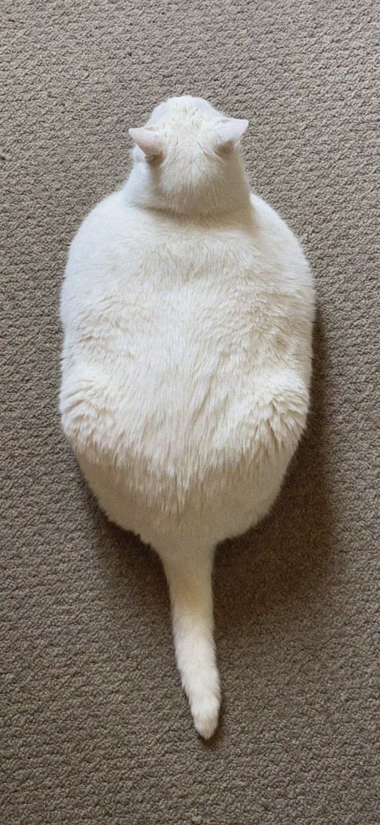 king duncan, fat cat, cat, tail, white