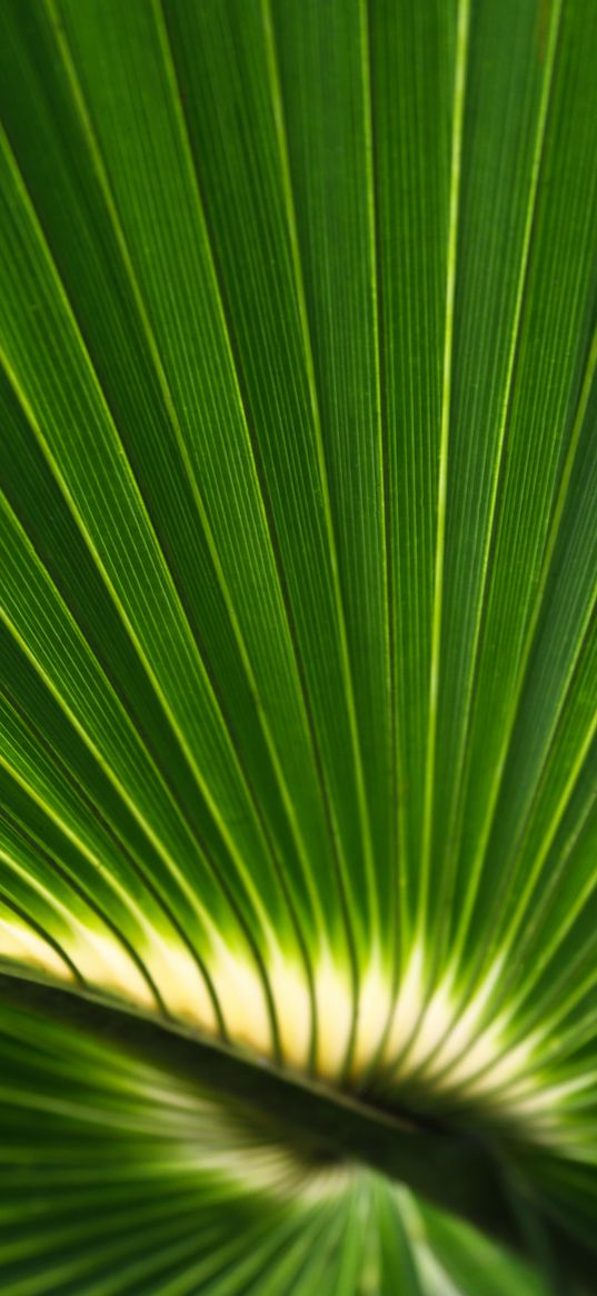 palm leaf, leaf, stripes, macro, green