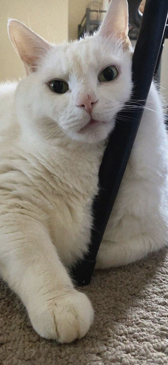 king duncan, fat cat, cat, pet, white, glance