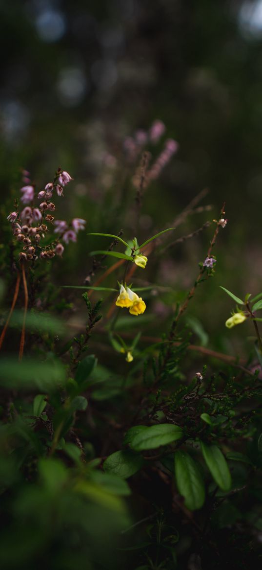 wild flowers, plants, leaves, macro, nature