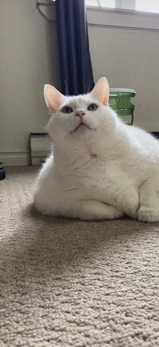 king duncan, fat cat, cat, glance, pet, fluffy