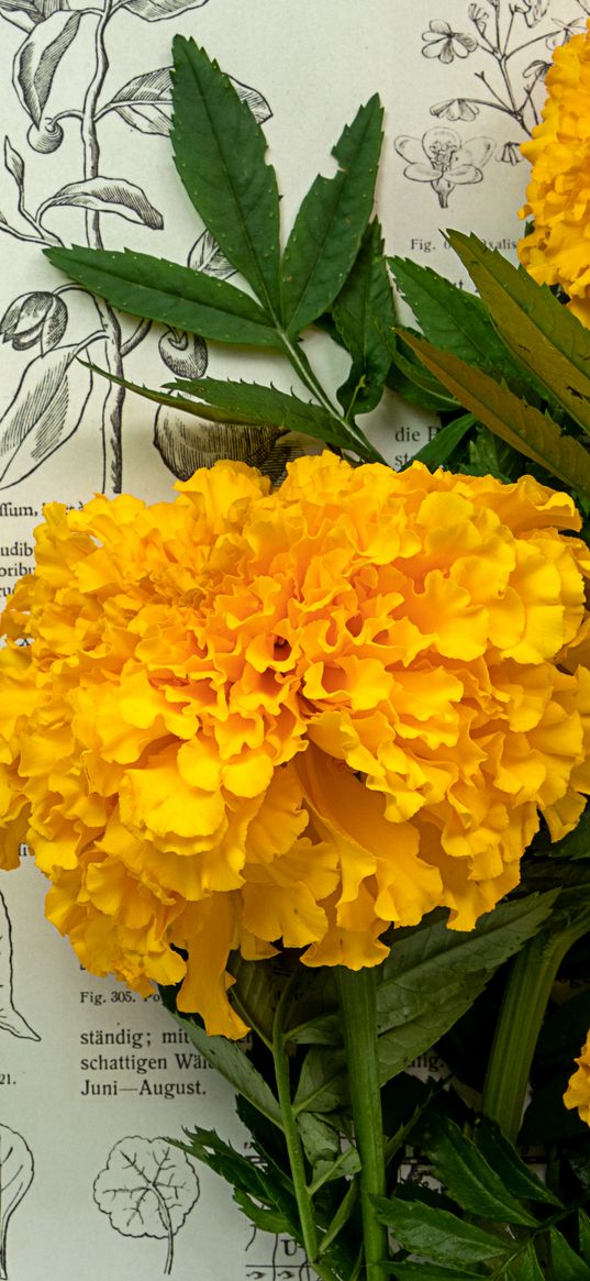 marigolds, flowers, leaves, newspaper, macro