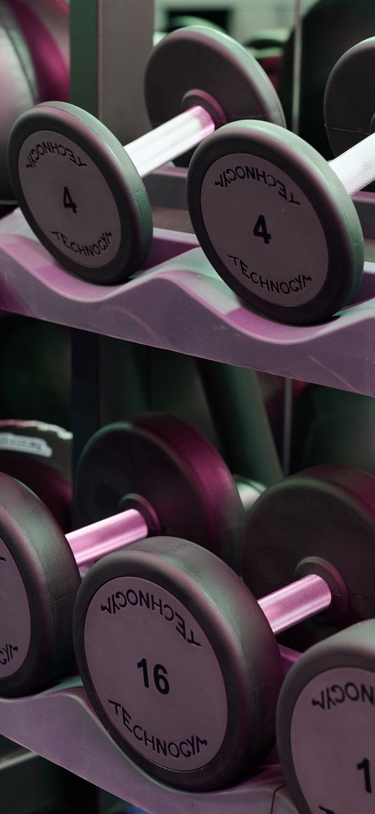 dumbbells, gym, fitness, sport