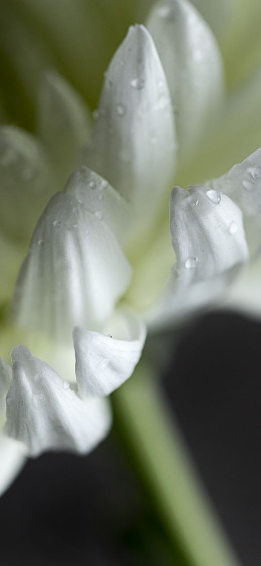 chrysanthemum, flower, petals, white, drops, macro