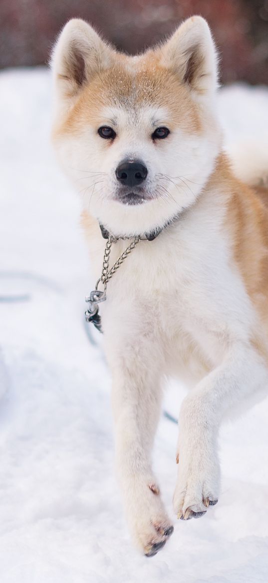 shiba inu, dog, pet, run, snow, winter