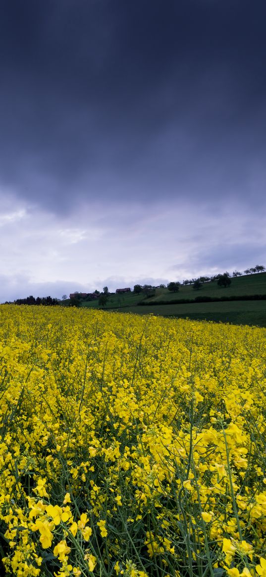 wild flowers, flowers, field, nature, yellow