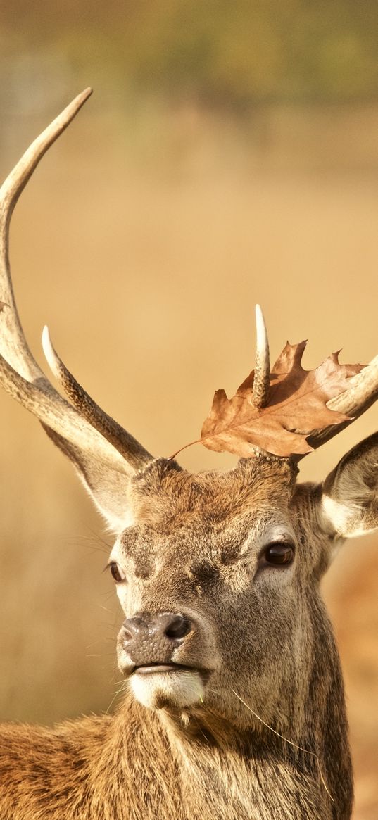 deer, antler, animal, leaf, autumn, wildlife