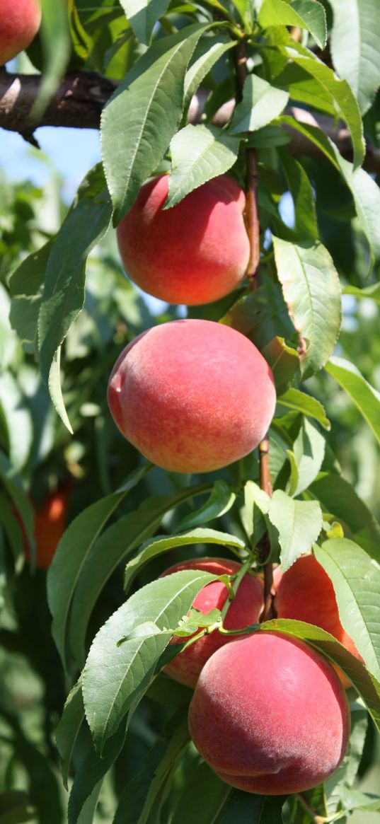 peaches, fruit, ripe, branches, leaves, macro