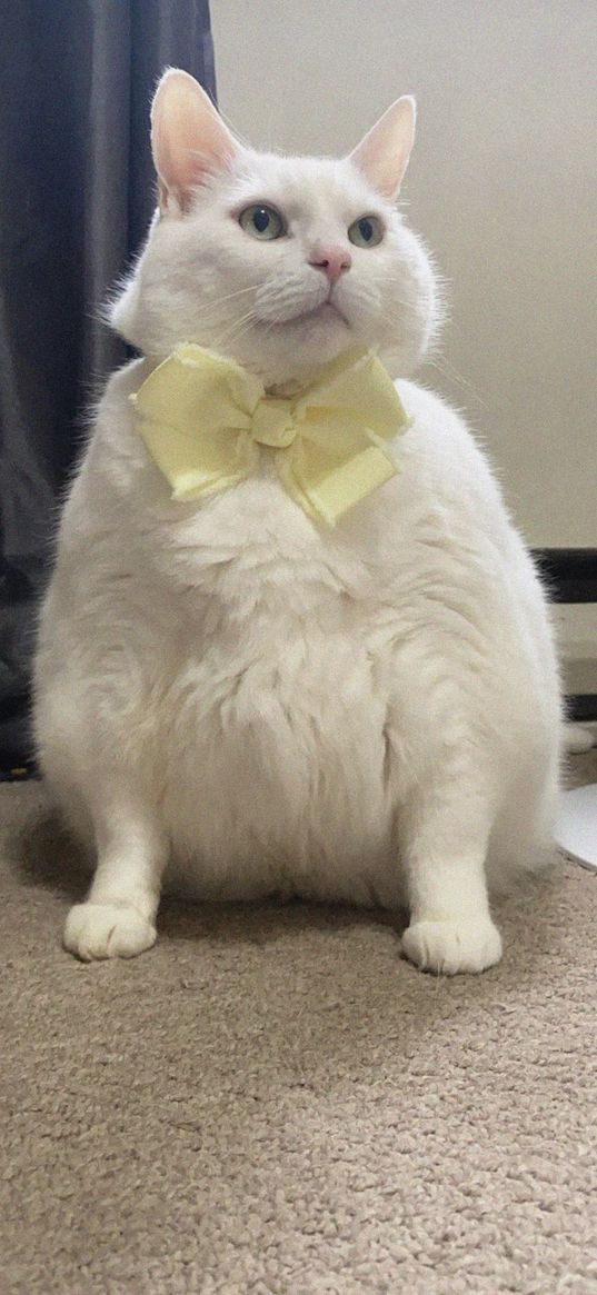 king duncan, fat cat, cat, bow, cute