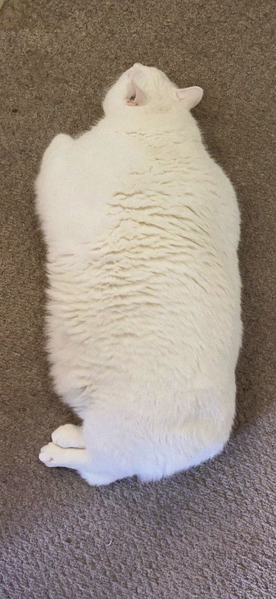 king duncan, fat cat, cat, white, pet