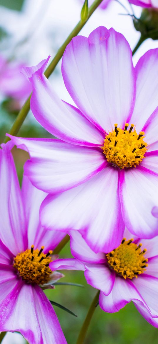 kosmeya, flowers, petals, macro, purple