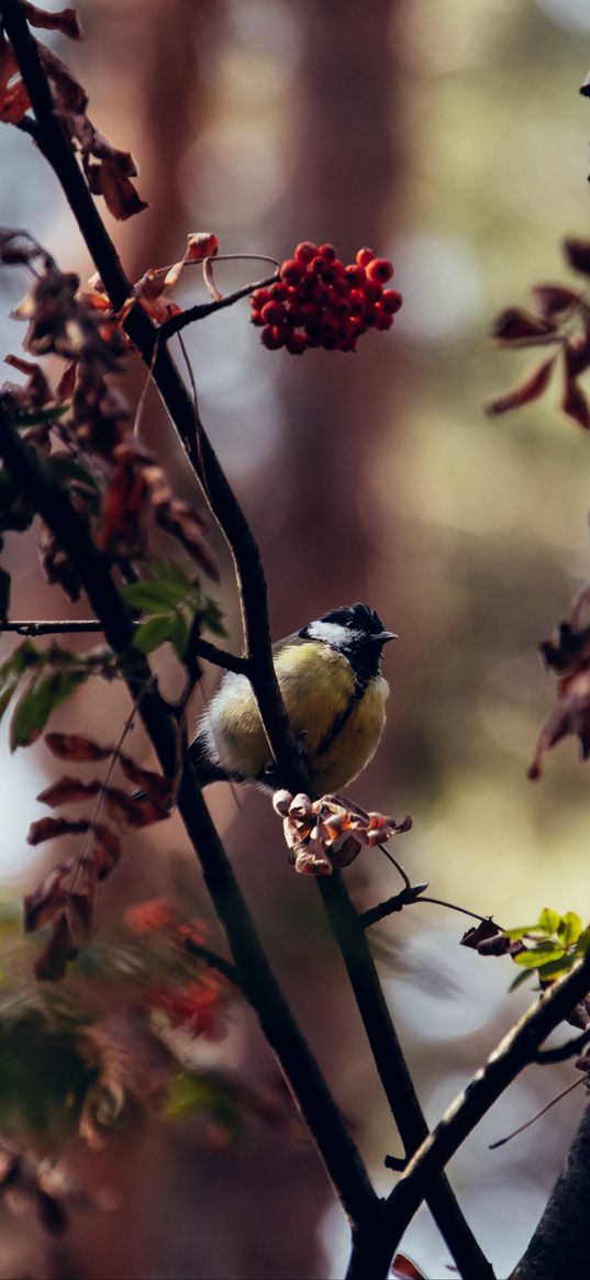 chickadee, bird, branches, rowan, berries