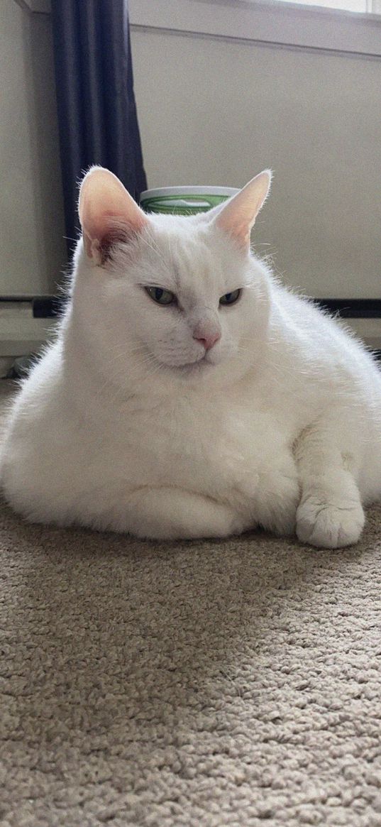 king duncan, fat cat, cat, animal, pet, glance