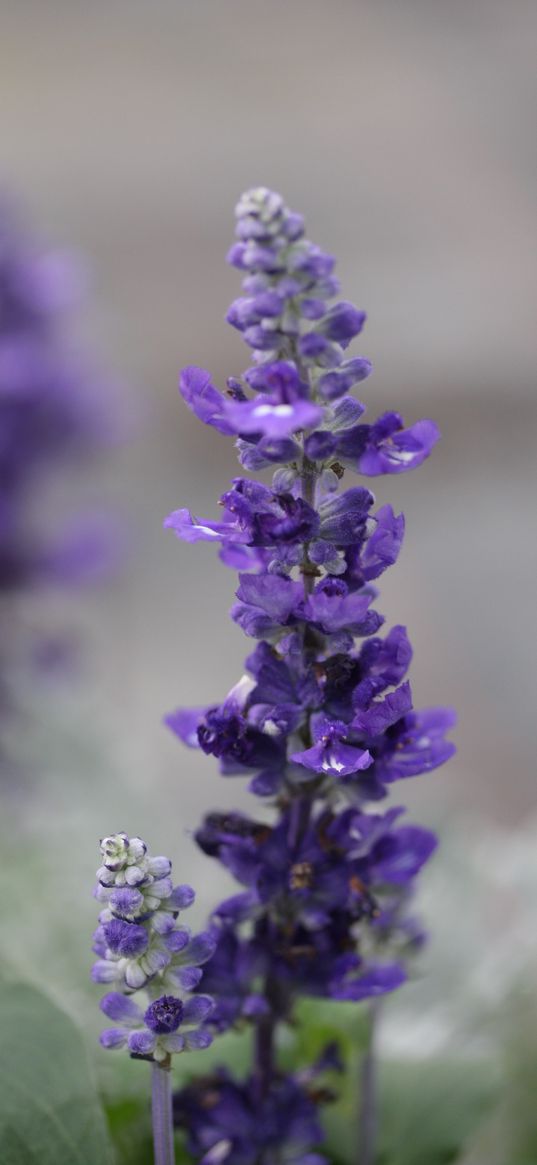 sage, flowers, plant, purple, macro