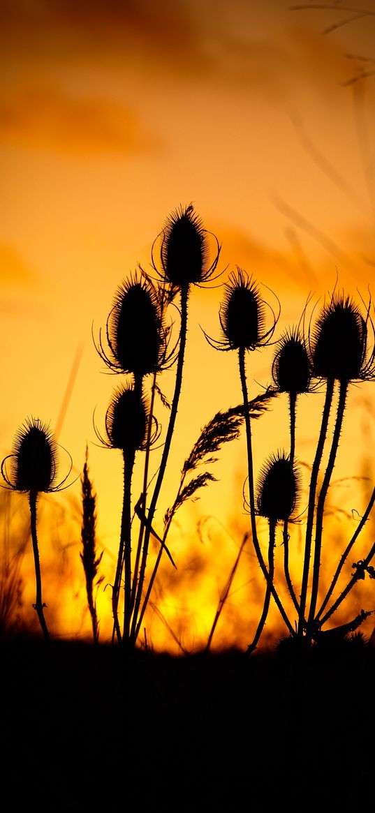 thistle, silhouettes, sunset, dark