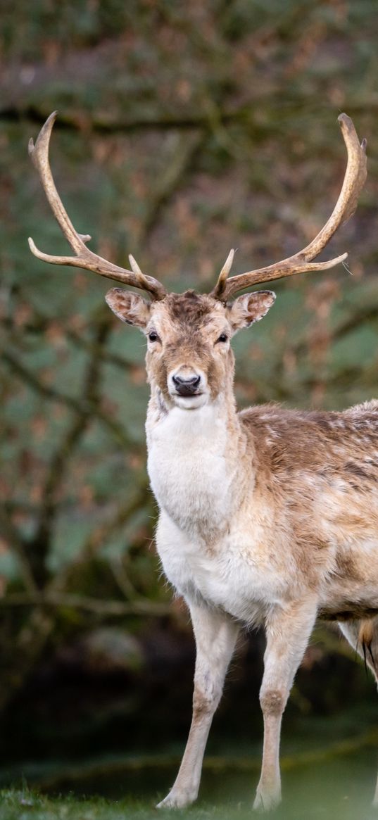 deer, antlers, animal, glance, wildlife