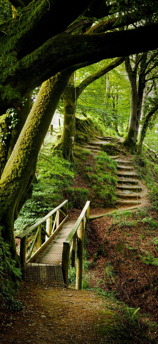 forest, trees, moss, stairs, nature, green