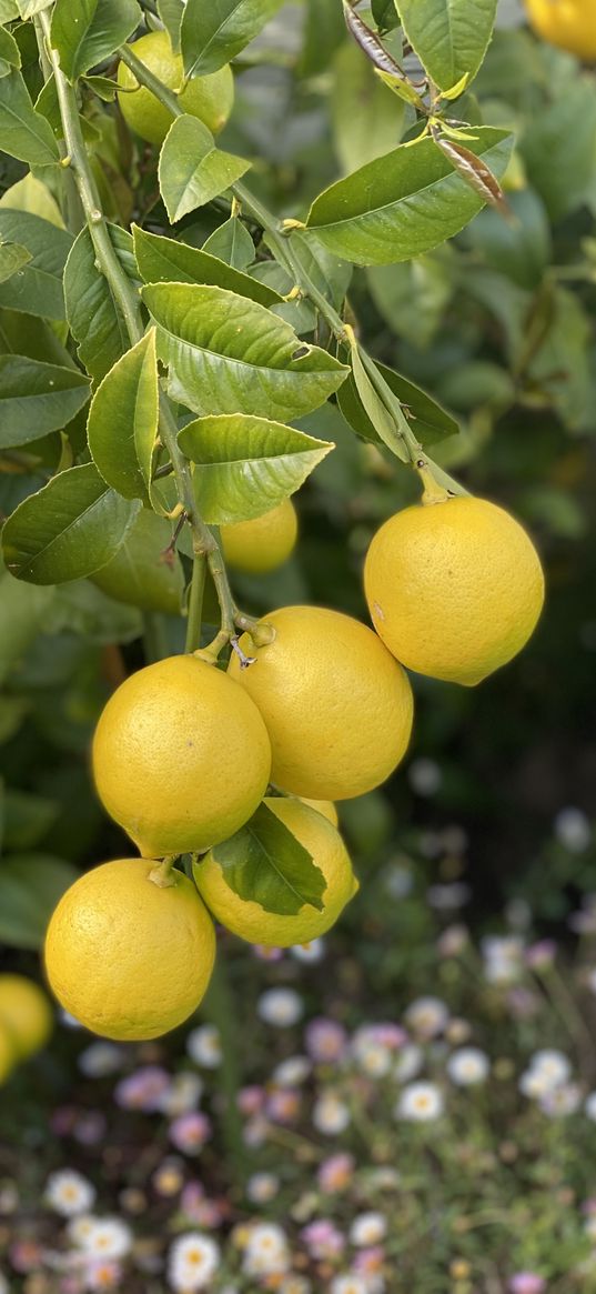 lemons, citrus, branches, leaves, macro