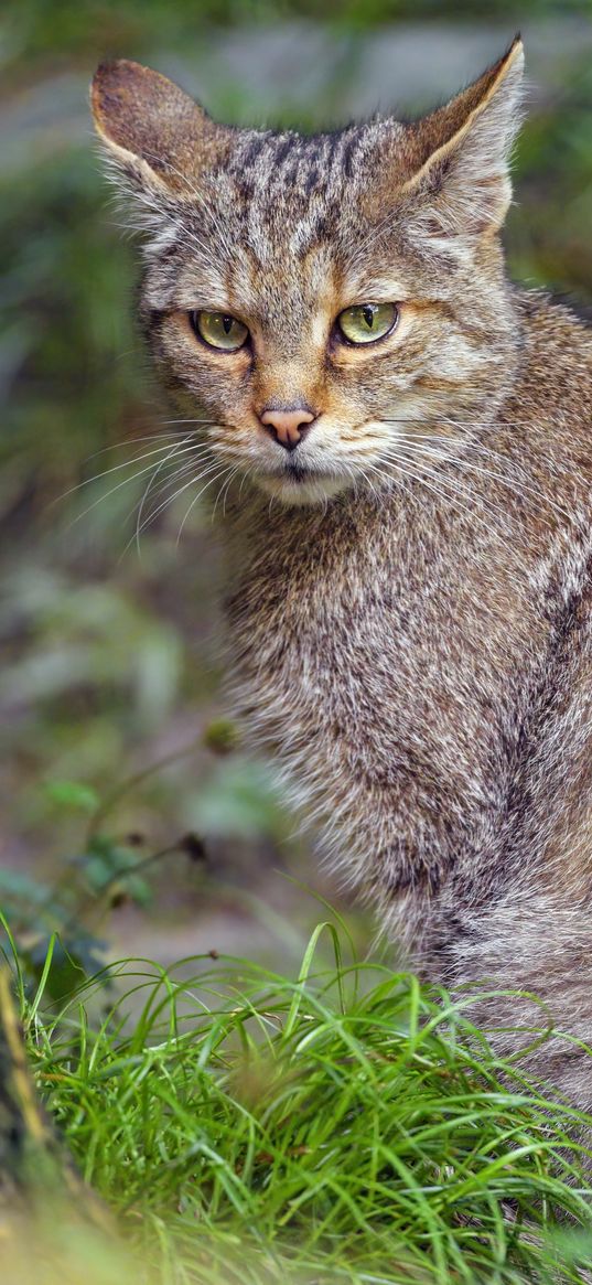 wild cat, animal, wildlife