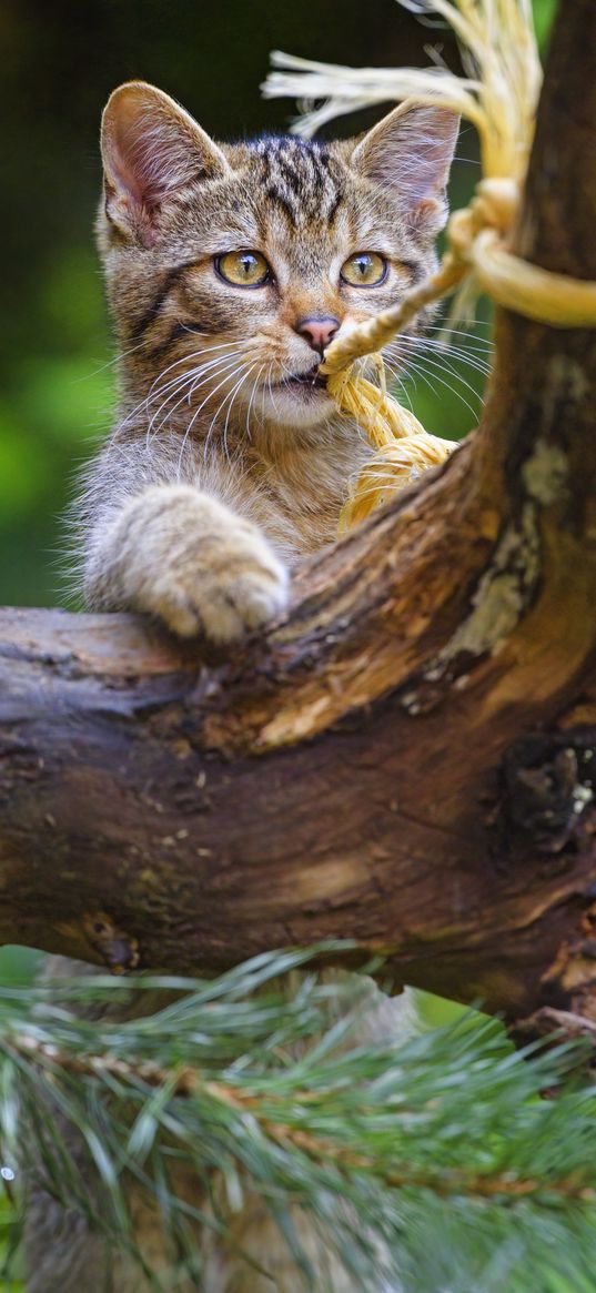 wild cat, animal, play, cute