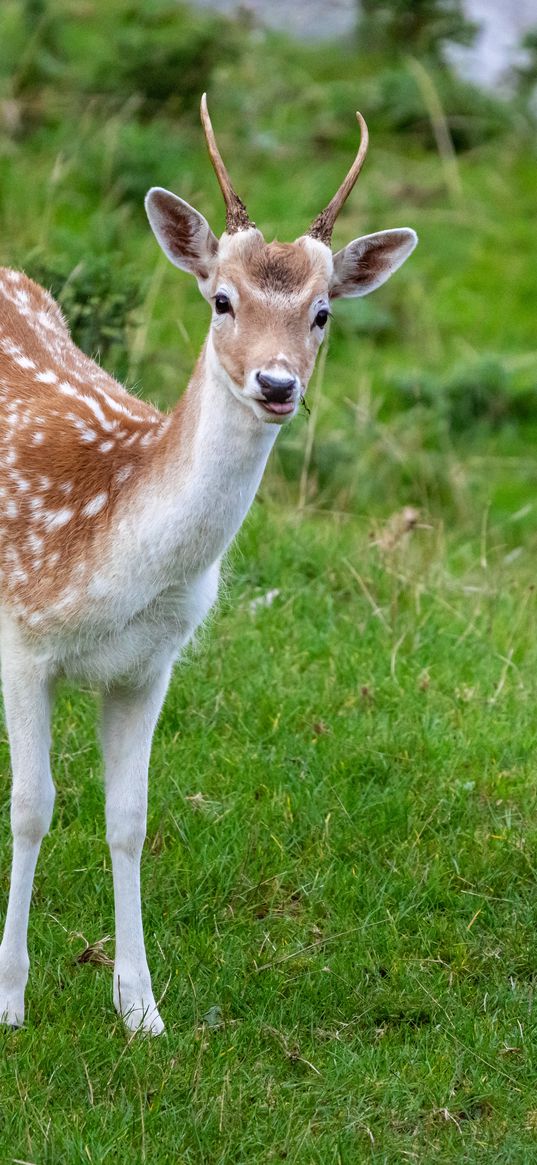 deer, animal, cub, antlers, wildlife