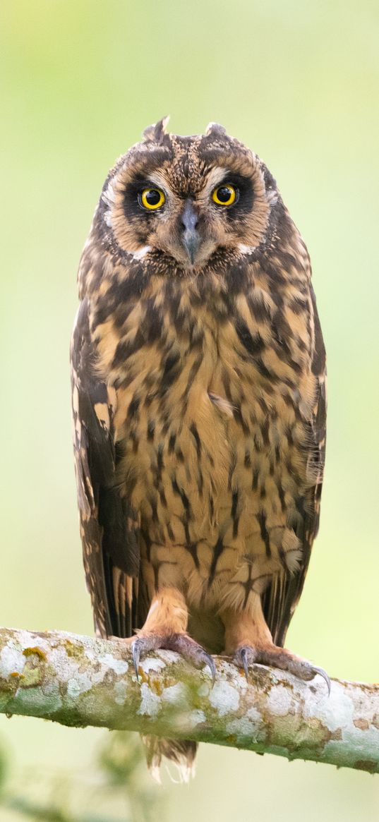 owl, bird, branch, focus, wildlife