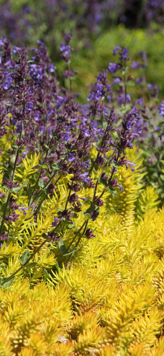 wild flowers, flowers, plants, macro, bright