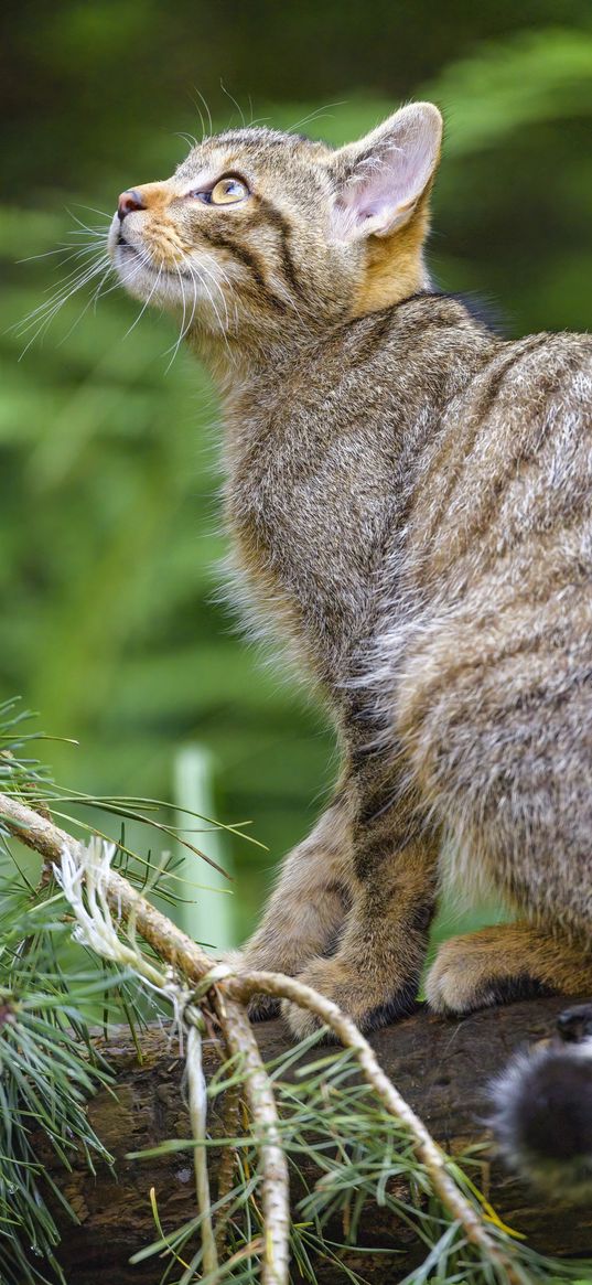 wild cat, glance, animal, tree, wildlife