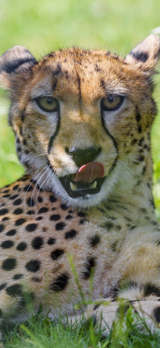 cheetah, animal, predator, big cat, protruding tongue