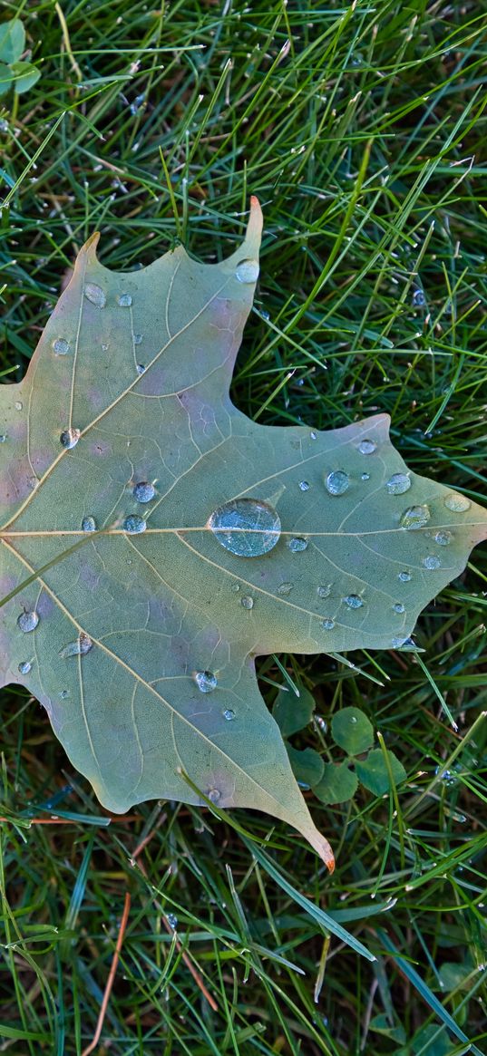 maple leaf, leaf, drops, macro, green