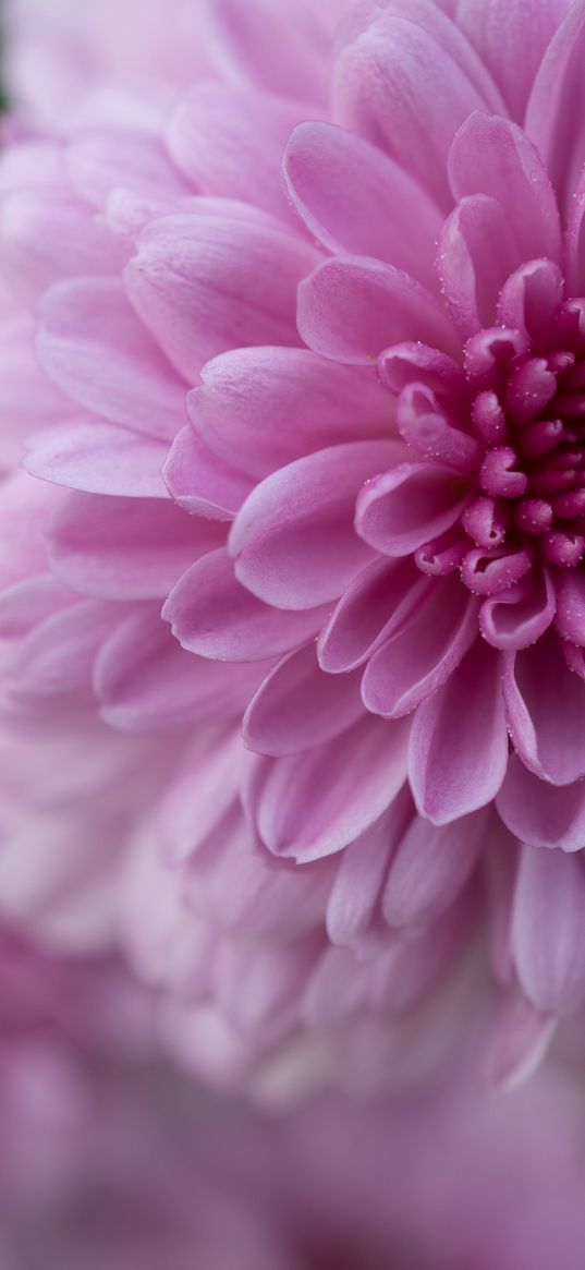 dahlia, flower, petals, drops, pink