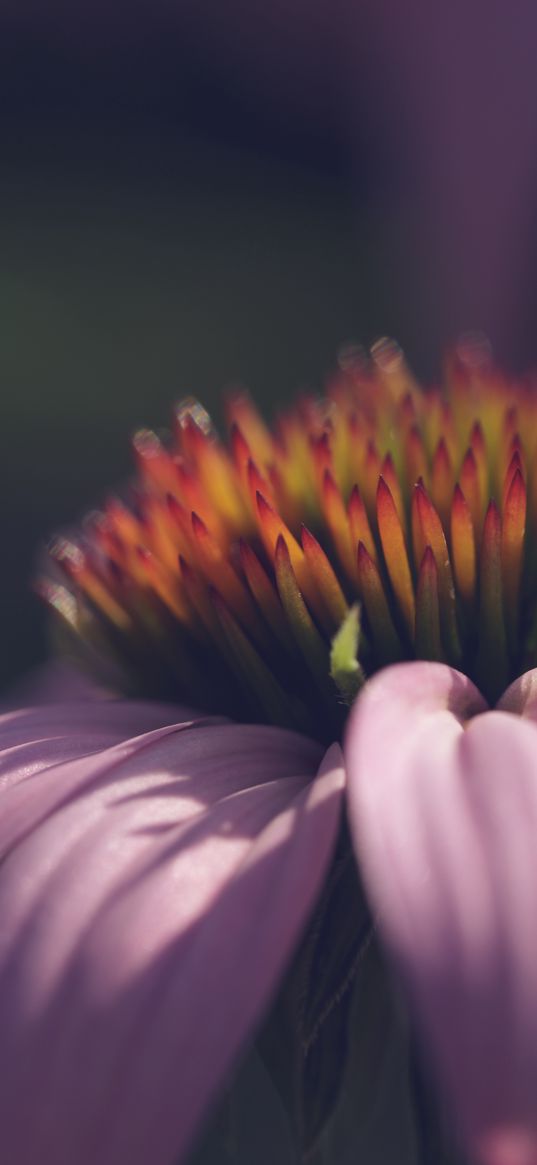 echinacea, flower, petals, macro