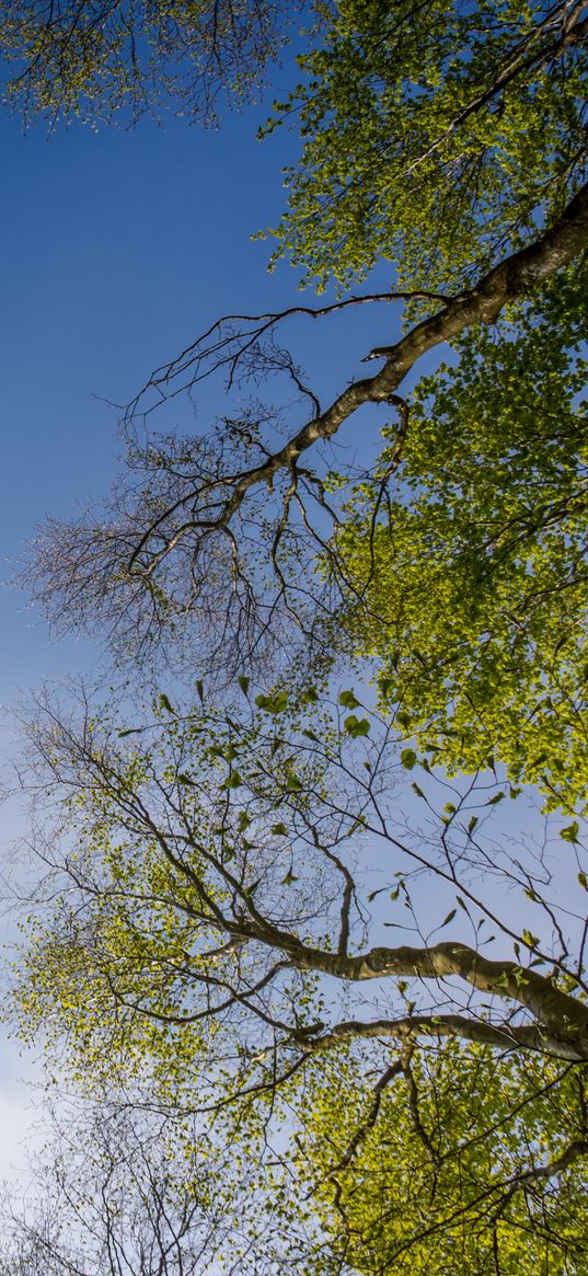 trees, sky, nature, bottom view