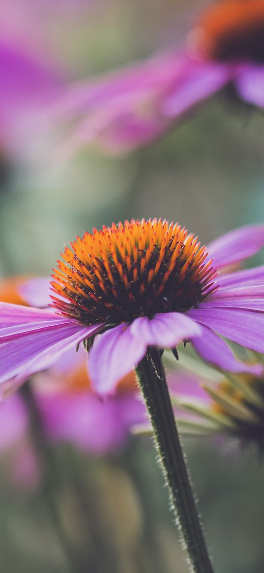 echinacea, flower, plant, petals, macro