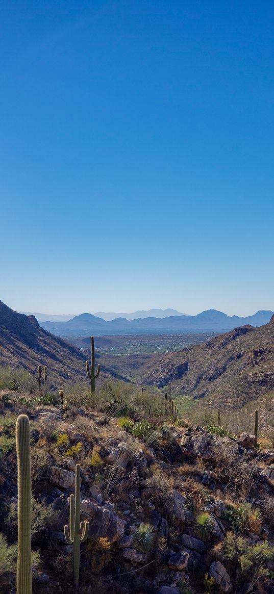 rocks, cacti, nature, landscape