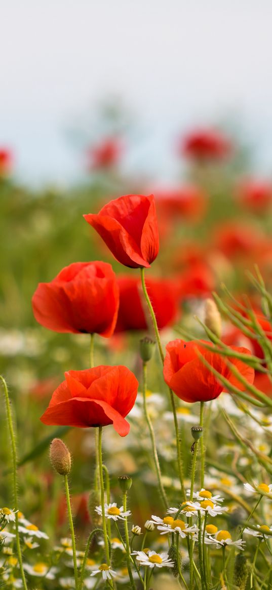 poppies, flowers, field, plants, macro