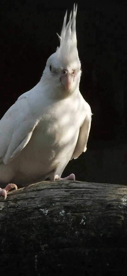 parrots, white, black, couple