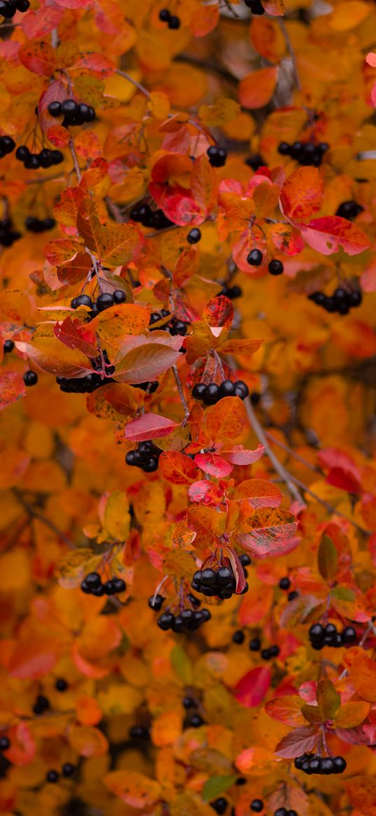 chokeberry, berries, branch, leaves, autumn, macro