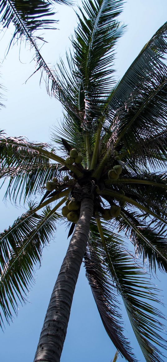 palm tree, tree, coconuts, sky, tropics