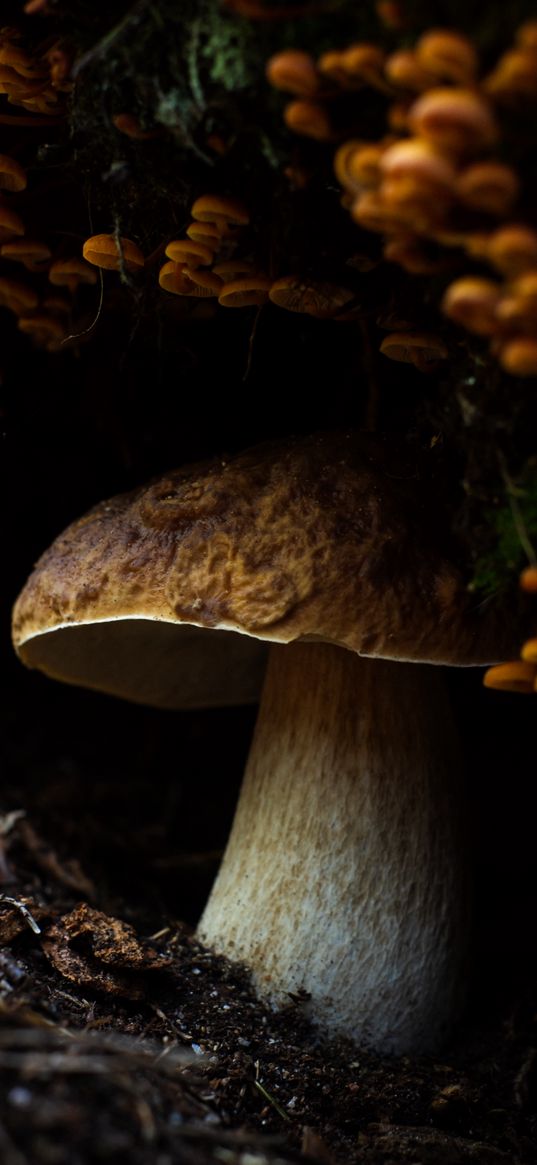 mushroom, mushrooms, ground, moss, macro, nature