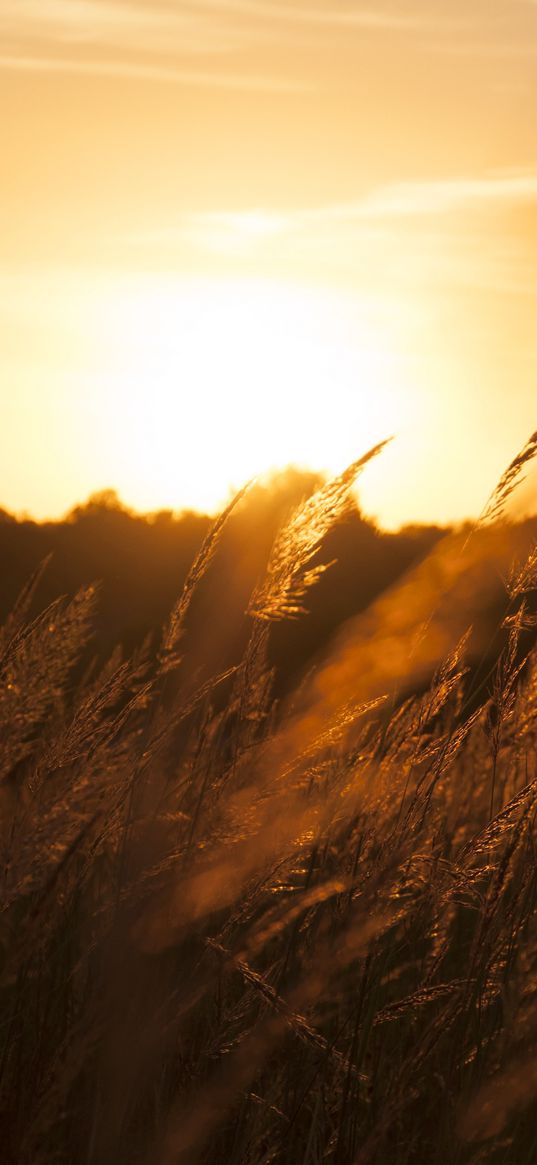 reeds, ears, field, sunset, nature, landscape