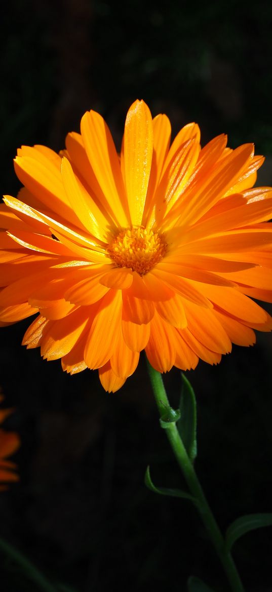 calendula, flower, macro, bright