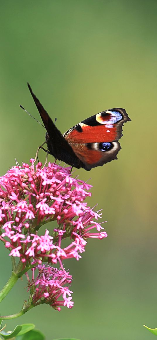 butterfly, insect, flowers, plant, macro, focus