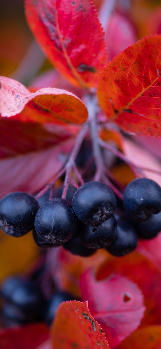 chokeberry, berries, branches, leaves, macro, autumn