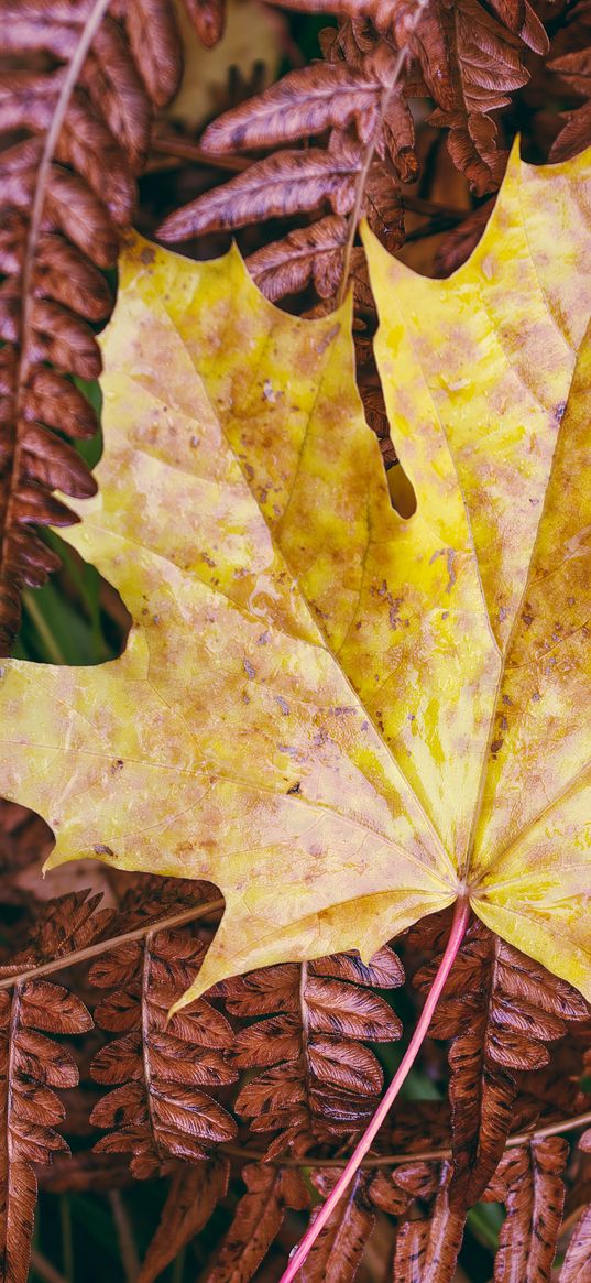 maple leaf, leaves, autumn, macro